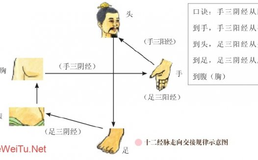 十二经脉的具体名称