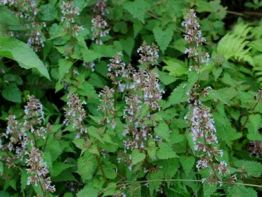 从医40年，唯靠一方打天下